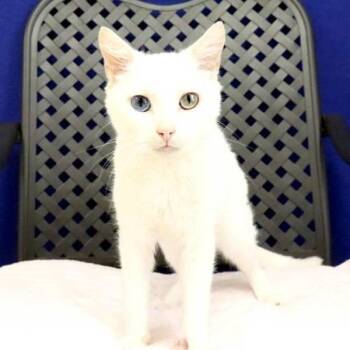 Domestic Short Hair Cats Available for Adoption in Fort Davis, Texas - Mario | PetCurious