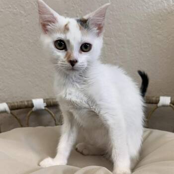 Waffles -  Domestic Short Hair Cat for Adoption in Medford, Oregon - Waffles | PetCurious