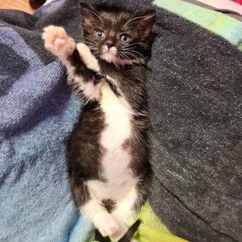 Portia -  Domestic Short Hair Cat for Adoption in Arlington Heights, Illinois - Portia | PetCurious