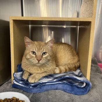 Domestic Short Hair and Tabby Cats Available for Adoption in Omaha, Nebraska - Gordon | PetCurious