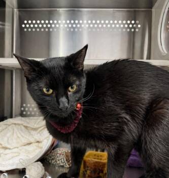 Domestic Short Hair Cats Available for Adoption in Fort Lupton, Colorado - Sea IL | PetCurious