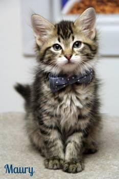 Maury -  Domestic Long Hair Cat for Adoption in Vinton, Iowa - Maury | PetCurious