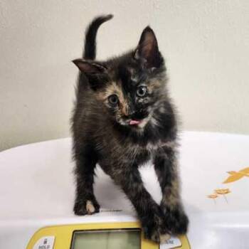 Domestic Short Hair Cats Available for Adoption - Dora | PetCurious