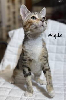Apple -  Domestic Short Hair Cat for Adoption in Pawleys Island, South Carolina - Apple | PetCurious