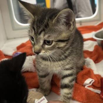 Sundae -  Domestic Short Hair Cat Available for Adoption in Voorhees Township, New Jersey - Sundae | PetCurious