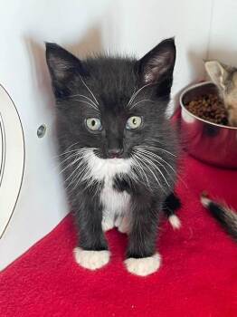 Lyon -  Domestic Short Hair Cat for Adoption in Bolivar, Missouri - Lyon | PetCurious
