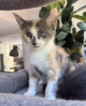 Sweetiepie -  Calico Cat for Adoption in San Jose, California - Sweetiepie | PetCurious