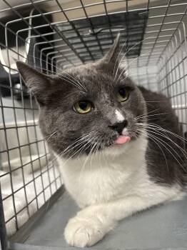 Domestic Short Hair Cats Available for Adoption in Las Vegas, Nevada - BUFFALO | PetCurious