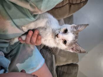 Ada -  Domestic Short Hair Cat for Adoption in Fruit Heights, Utah - Ada | PetCurious