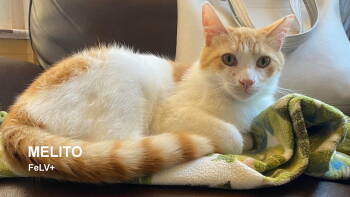 Rescue Domestic Short Hair Cats for Adoption in Santa Rosa, California - Melito | PetCurious