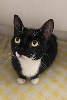 Lillian -  Domestic Short Hair Cat for Adoption in Columbia, Tennessee - Lillian | PetCurious