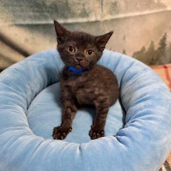 Amarillo -  Domestic Short Hair Cat for Adoption in Buffalo, Minnesota - Amarillo | PetCurious