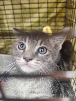 Domestic Short Hair Cats Available for Adoption in Fort Lauderdale, Florida - BOBBI | PetCurious