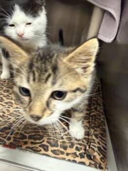 Domestic Short Hair Cats Available for Adoption in Morristown, New Jersey - Shamu | PetCurious