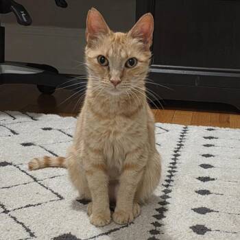 Snow Pea -  Domestic Short Hair Cat for Adoption in Chicago, Illinois - Snow Pea | PetCurious