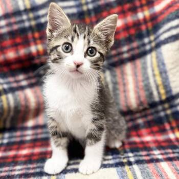 Vicky -  Domestic Short Hair Cat for Adoption in Mt. Juliet, Tennessee - Vicky | PetCurious