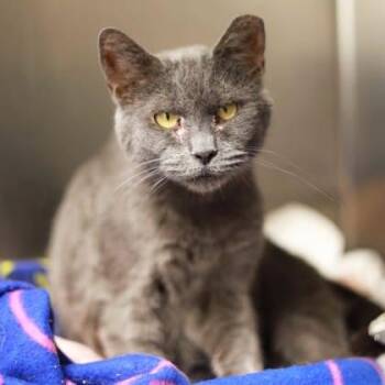 Domestic Short Hair Cats Available for Adoption in Atlanta, Georgia - Nila | PetCurious