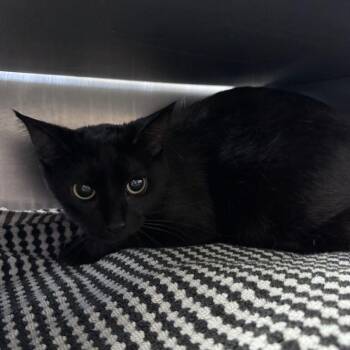 Vervet -  Domestic Short Hair Cat for Adoption in Chicago, Illinois - Vervet | PetCurious