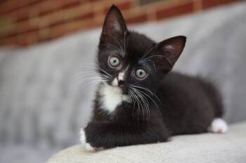 Domestic Short Hair Cats Available for Adoption in Charlotte, North Carolina - BENNETT | PetCurious