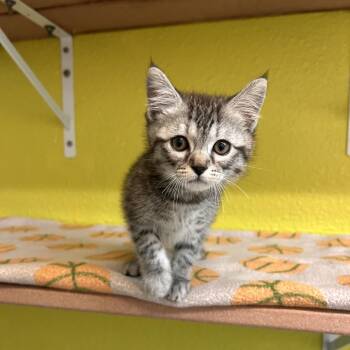 Domestic Short Hair Cats Available for Adoption in Fresno, California - Poblano | PetCurious