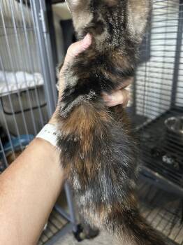 Luna -  Domestic Short Hair Cat for Adoption - Luna | PetCurious