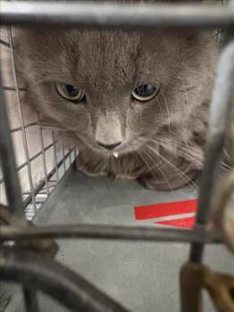 FLOOF -  Domestic Long Hair Cat for Adoption in Las Vegas, Nevada - FLOOF | PetCurious
