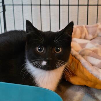 Jasper -  Domestic Short Hair Cat for Adoption in Glenfield, New York - Jasper | PetCurious