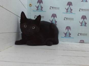 A605876 -  Domestic Short Hair Cat for Adoption in Orlando, Florida - A605876 | PetCurious