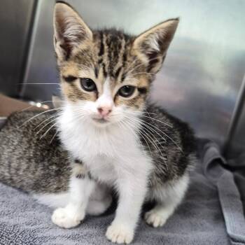 Marie -  Domestic Short Hair Cat for Adoption in Vieques, Vieques - Marie | PetCurious