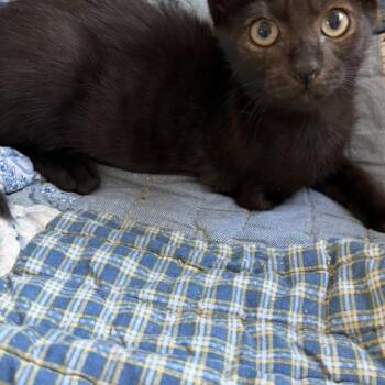 Minnie 2 -  Domestic Short Hair Cat for Adoption in Tampa, Florida - Minnie 2 | PetCurious