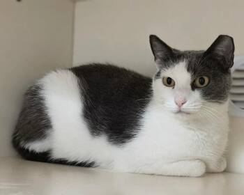 Lobelia -  Domestic Short Hair Cat for Adoption in Bloomington, Indiana - Lobelia | PetCurious