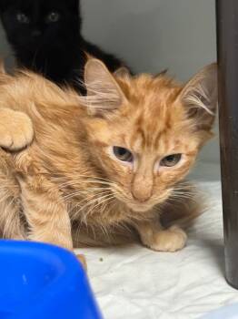 Rescue Domestic Short Hair Cats for Adoption in Danielsville, Georgia - Achilles | PetCurious