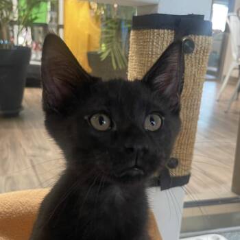 Kolsch -  Domestic Short Hair Cat for Adoption in Chicago, Illinois - Kolsch | PetCurious