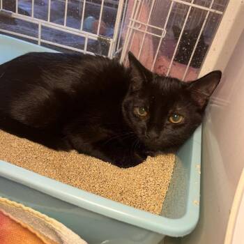Butter Dish -  Domestic Short Hair Cat for Adoption in Salisbury, Massachusetts - Butter Dish | PetCurious