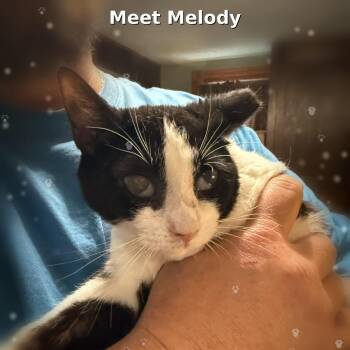 Domestic Short Hair Cats Available for Adoption - Melody | PetCurious