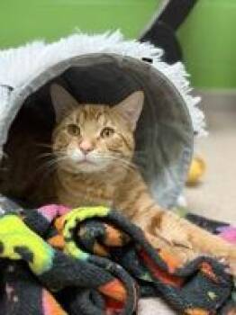 Domestic Short Hair Cats Available for Adoption in Manitowoc, Wisconsin - Foster | PetCurious