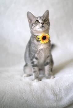 Slate -  Domestic Short Hair Cat for Adoption in San Jose, California - Slate | PetCurious