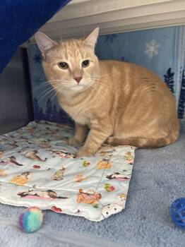 Rex -  Domestic Short Hair Cat for Adoption in Minot, North Dakota - Rex | PetCurious
