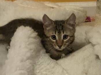 Winston -  Tabby Cat for Adoption in Lambertville, New Jersey - Winston | PetCurious