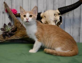 Edmond -  Domestic Short Hair Cat for Adoption in Roanoke, Texas - Edmond | PetCurious