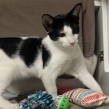 Rescue Domestic Short Hair Cats for Adoption in Honolulu, Hawaii - Sprite | PetCurious