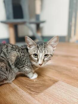 Rescue Domestic Short Hair Cats for Adoption in Varnville, South Carolina - Sprite | PetCurious