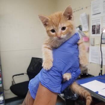 Copy -  Domestic Short Hair Cat for Adoption in Philadelphia, Pennsylvania - Copy | PetCurious