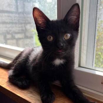 Jade -  Domestic Short Hair Cat for Adoption - Jade | PetCurious