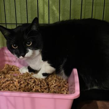 1592-C26 -  Domestic Short Hair Cat for Adoption in Port Charlotte, Florida - 1592-C26 | PetCurious