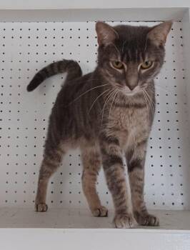 Domestic Short Hair Cats Available for Adoption - Fili | PetCurious