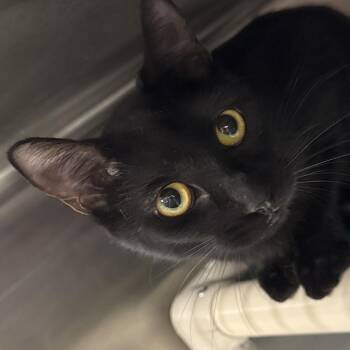 Yvaine -  Domestic Short Hair Cat for Adoption in Salt Lake City, Utah - Yvaine | PetCurious