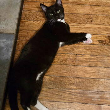 Rescue Domestic Short Hair and Tuxedo Cats for Adoption in Winchendon, Massachusetts - Toeby | PetCurious