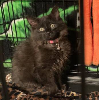Domestic Long Hair Cats Available for Adoption - Piper | PetCurious
