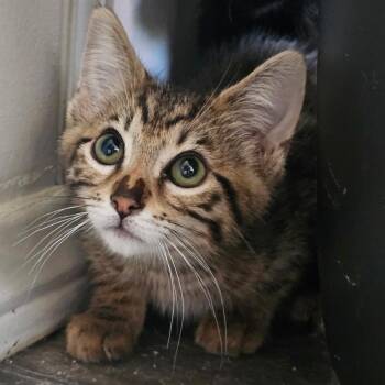 Domestic Short Hair Cats Available for Adoption in Yucaipa, California - Castor | PetCurious
